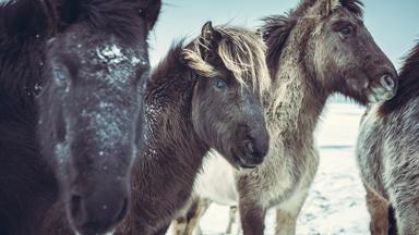 ijsland-winter-zuiden-schiereiland-snaefellsnes-paarden_unsplash.jpg