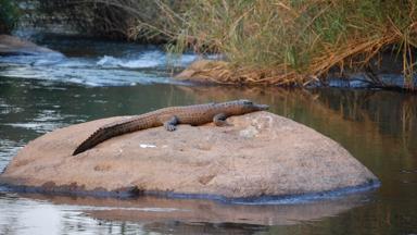 zuid-afrika_kwazulu-natal_hluhluwe_zulu-croc-reptielenpark_krokodil5_f