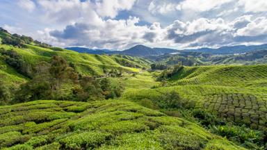 maleisie_west-maleisie_cameron-highlands_boh_theeplantage_thee_uitzicht_2_kampioen-fotograaf-joris-van-drooge.jpg