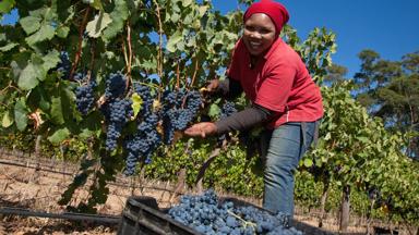 Zuid-Afrika-Stellenbosch-wijnranken-druiven-vrouw-Getty