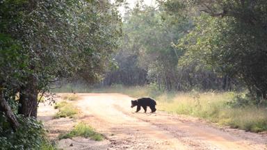 sri lanka_wilpattu national park_safari_dieren_lippenbeer_f