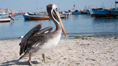 peru_ica_ica_paracas-nationaal-park_pelikaan_boot_kust_b.jpg