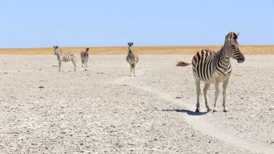 botswana_makgadikgadi_zoutpannen_zebra_shutterstock_219562072.jpg