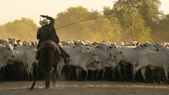 brazilie_pantanal_algemeen_gaucho_koeien_cowboy_b.jpg