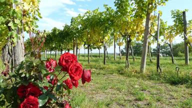 oostenrijk_neder-oostenrijk_wachau_wijngaard_rozen_pixabay