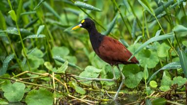 costa-rica_algemeen_watervogel_kampioen-fotograaf.jpg