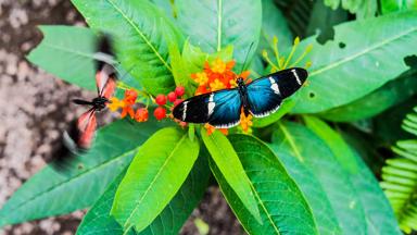 ecuador_andes_mindo_vlinder_shutterstock_381535108_jpg