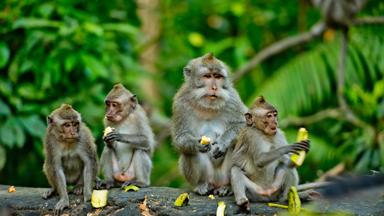 indonesie_bali_ubud_monkey-forrest_makaak_aap_b.jpg