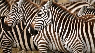 kenia_masai-mara-national-park_zebra_kudde_close-up_b