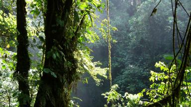 costa-rica_pococi_tortuguero-nationaal-park_regenwoud_jungle_boom_w