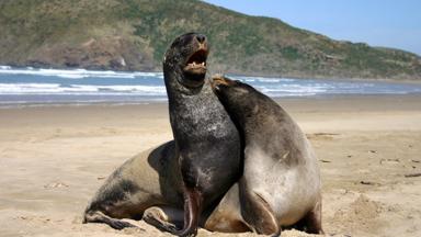 nieuw-zeeland_kaikoura_zeehond_5_b.jpg