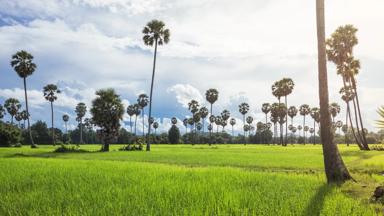 cambodja_battambang_rijstveld_palmbomen_shutterstock_487656022