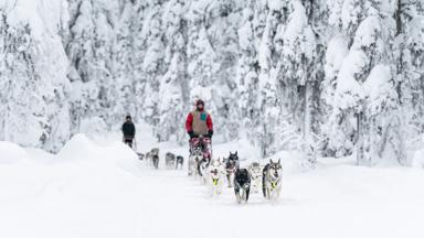 zweden_zweeds-lapland_hondensledetocht