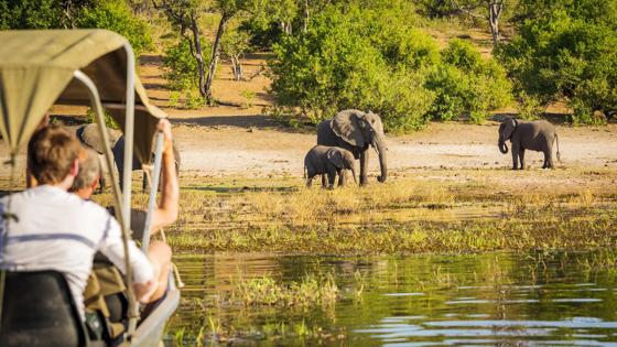 botswana_safari_olifant_b
