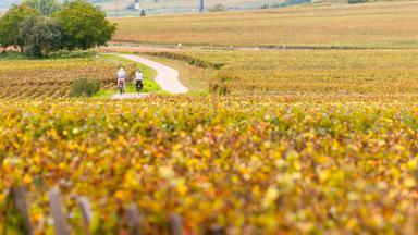 sfeer_frankrijk_bourgogne_wijngaarden_fietser_copyright_alain_doire_bourgogne-franche-comte-tourisme (2)