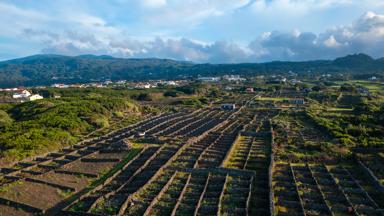 Região Vinícola dos Biscoitos Terceira Island © visitazores 