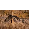 Bushmen CORE-2P Tent LODGER - Olijfgroen