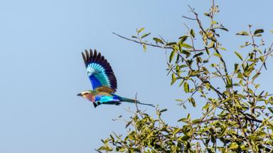 botswana_chobe-nationaal-park_vorkstaartscharrelaar_w