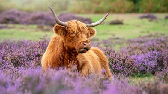 Engeland, Hampshire, New Forest NP, hooglander - GettyImages-1034249668