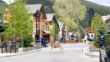 Banff Alberta Canada straat met elk