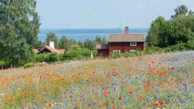Swedish cottage seen over field of poppies and cornflowers. Lake Siljan in the distance.