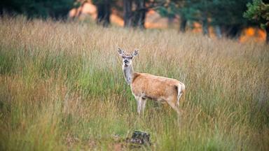 nederland_gelderland_veluwe_deelerwoud_hert_gras_getty