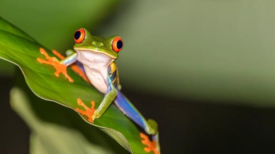 Costa Rica, Alajuela, La Fortuna, roodoogmakikikker - GettyImages-1410888797