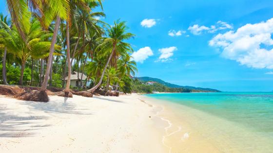 thailand_ko-samui_strand_palmboom_b