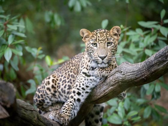 Impressie van Koninklijke Burgers' Zoo