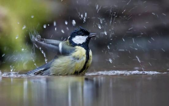 We kunnen niet zonder natuur