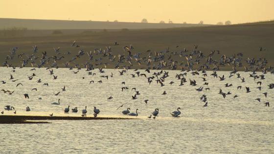 Donau Delta _ Romania (1)