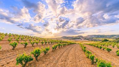 spanje_castillie-en-leon_ribera-del-duero_wijngaard_heuvels_wolken_shutterstock