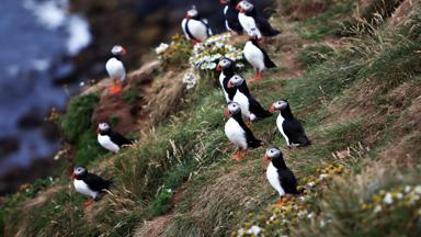 ijsland_grimsey-eiland_puffin_papegaaiduiker_vogel_f