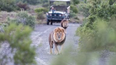 zuid-afrika_mpumalanga_kruger-nationaal-park_gamedrive_leeuw_b