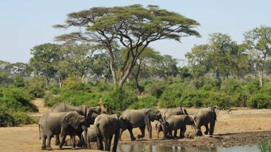 botswana_chobe-national-park_gamedrive_olifanten_waterpoel_b