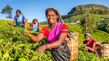 sri lanka_nuwara eliya_theeveld_vrouwen_GettyImages-539990908