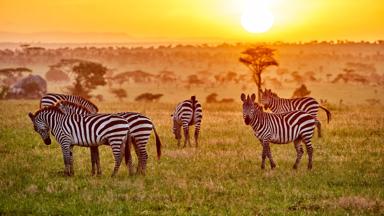 kenia_masai-mara-wildreservaat_algemeen_rondreis-kenia_zebra_bomen_zonsondergang_shutterstock
