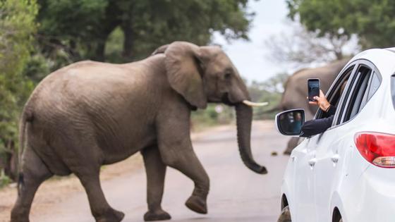 zuid-afrika_kruger-national-park_olifant_huurauto_privereis_fotograferen_shutterstock_491861437