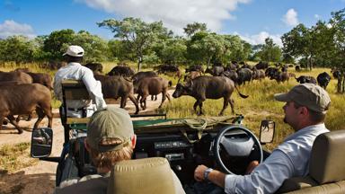 Zuid-Afrika, safari, buffalokudde - GettyImages-90260331