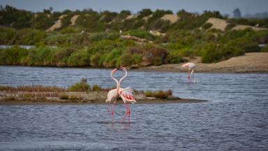 spanje_catalonie_ebrodelta_dier_flamingo_meer_getty-1203852643