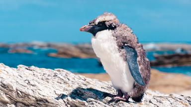 nieuw-zeeland_kaikoura_pinguin_baby_1_b.jpg