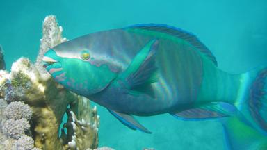 egypte_rode-zee_hurghada_onderwater_tropische-vis_papegaaivis_zee_close-up_w