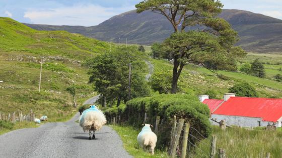 sfeer_ierland_county-donegal_inishowen_schaap_tourism-ireland.jpg