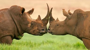 zuid-afrika_algemeen_dieren_neushoorn_3_b