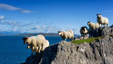 Sheep ,Coulagh Bay, Kenmere River, Beara, Co. Cork