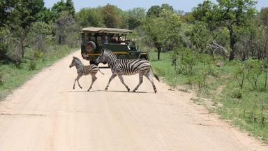 zuid-afrika_mpumalanga_kruger-nationaal-park_gamedrive_zebra_safari_w