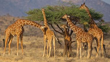 kenia_ambolesi-national-park_etende-giraffen_boom