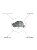 Bakfietshoes XXL - 295x110x140 cm
