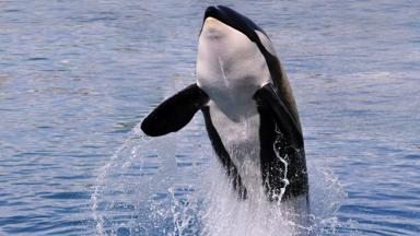 canada_dieren_orka_7_b