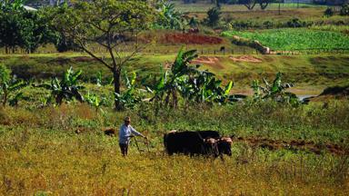 cuba_vinales_boer met os aan het werk op tabakveld_f